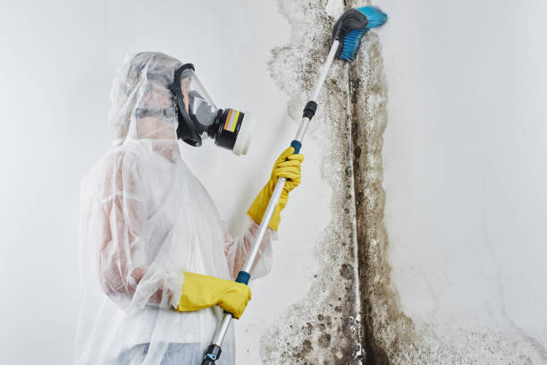 Best Certified Mold Removal  in Minor, AL
